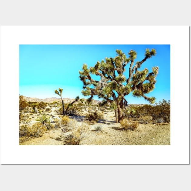 Joshua Tree National Park, California Wall Art by Gestalt Imagery